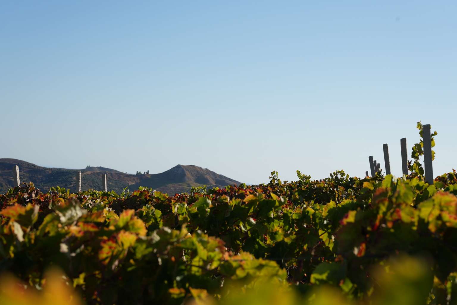The Vineyards of Tenuta DieciMani