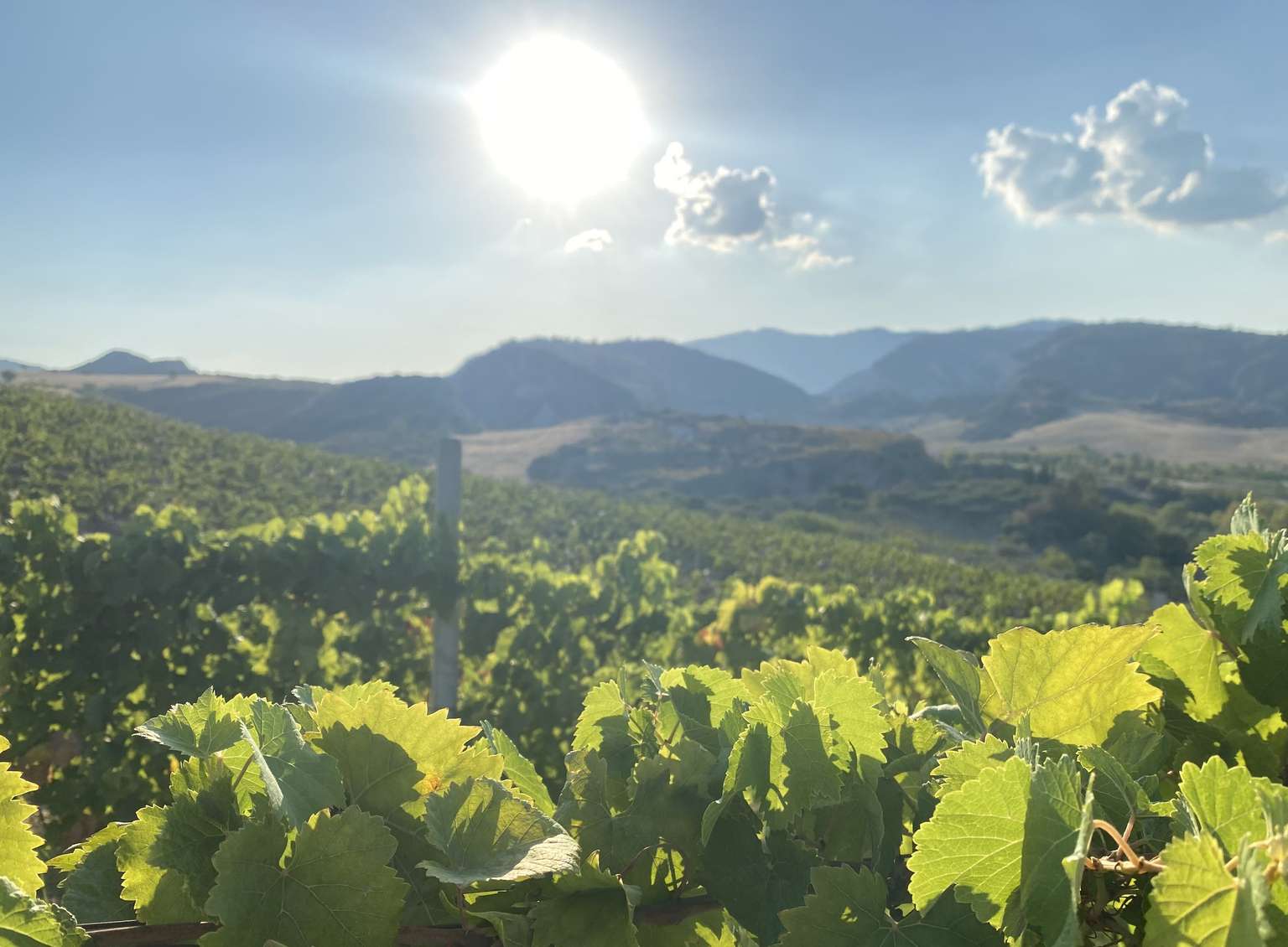 Cultivation and Culture