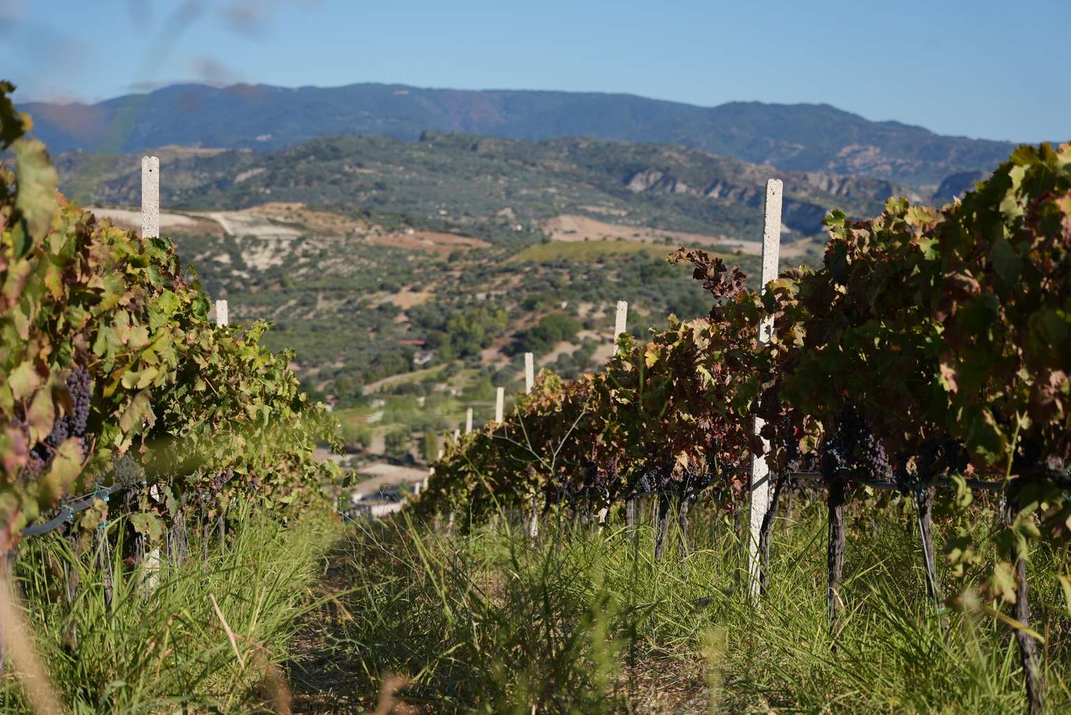 Savor the Hills of Calabria